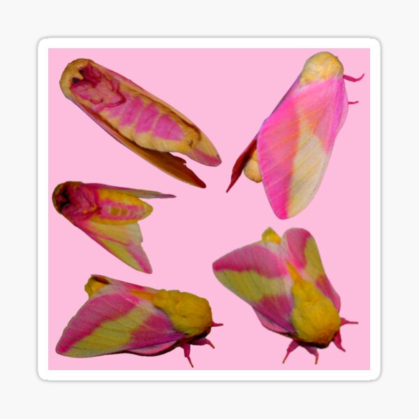 Rosy Maple Moth Waterproof Vinyl Sticker – Botanical Bright - Add a Little  Beauty to Your Everyday