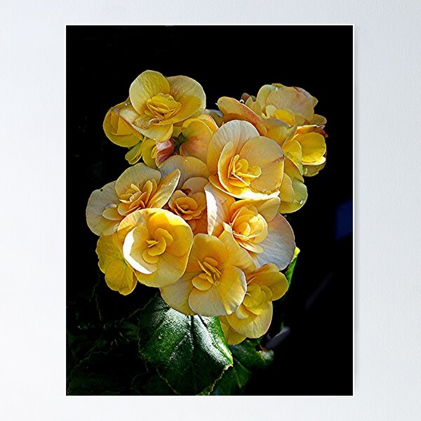 Item preview, Double Begonia at it's best........! designed and sold by Roy  Massicks.