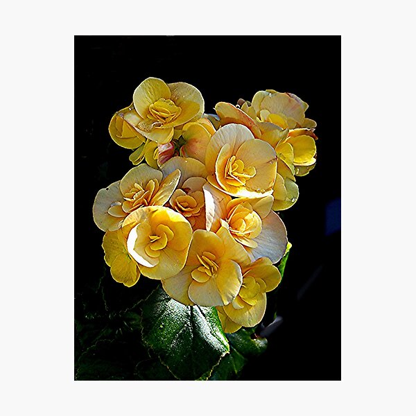 Item preview, Double Begonia at it's best........! designed and sold by Roy  Massicks.