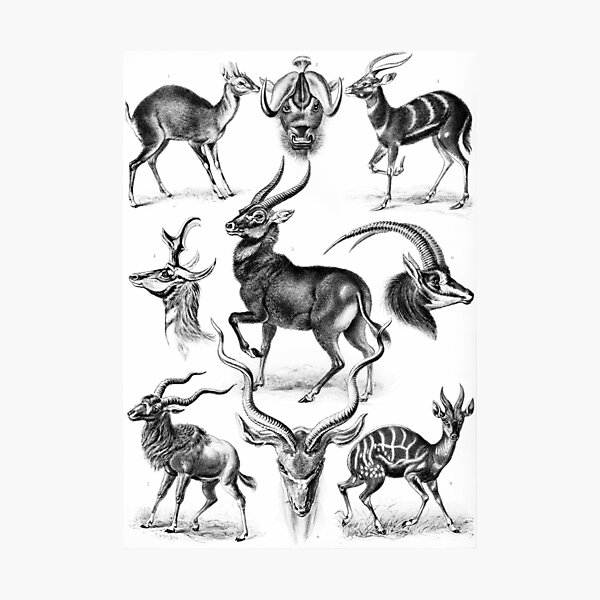 Vintage Gazelle Metal Wall Art for Sale | Redbubble