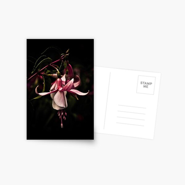 Fuschia 1 Postcard