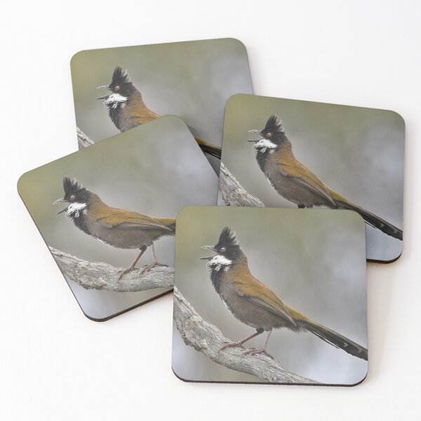 Item preview, Male Eastern Whipbird in full song designed and sold by Wild-Portraits.