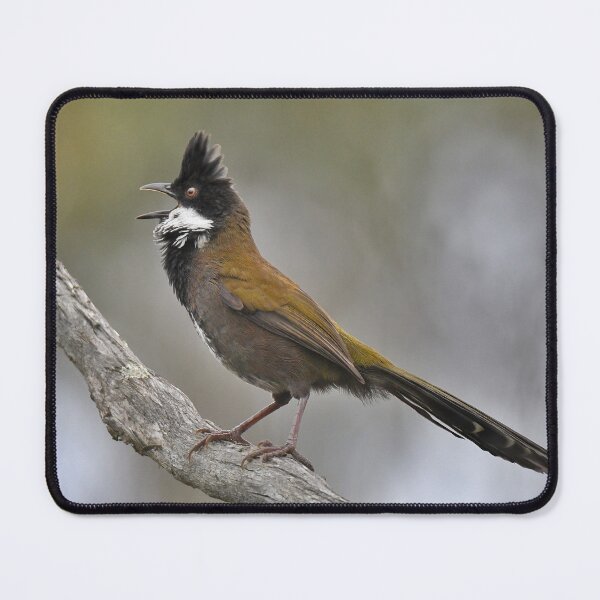 Item preview, Male Eastern Whipbird in full song designed and sold by Wild-Portraits.
