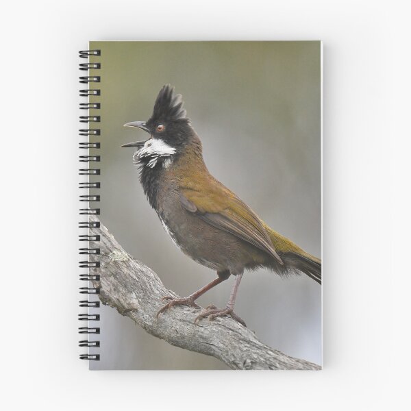 Item preview, Male Eastern Whipbird in full song designed and sold by Wild-Portraits.