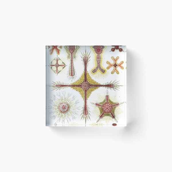 Item preview, Art Forms in Nature - Amazing HD vintage design number 37 designed and sold by MINDTHECHERRY.