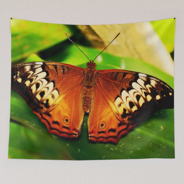 Item preview, Cruiser Butterfly, Vindula arsine, no.2 designed and sold by Geoff Treagus.