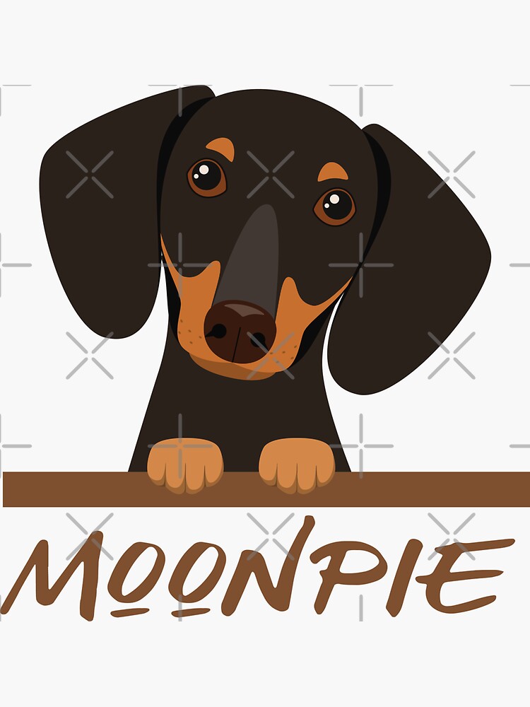 moonpie dachshund