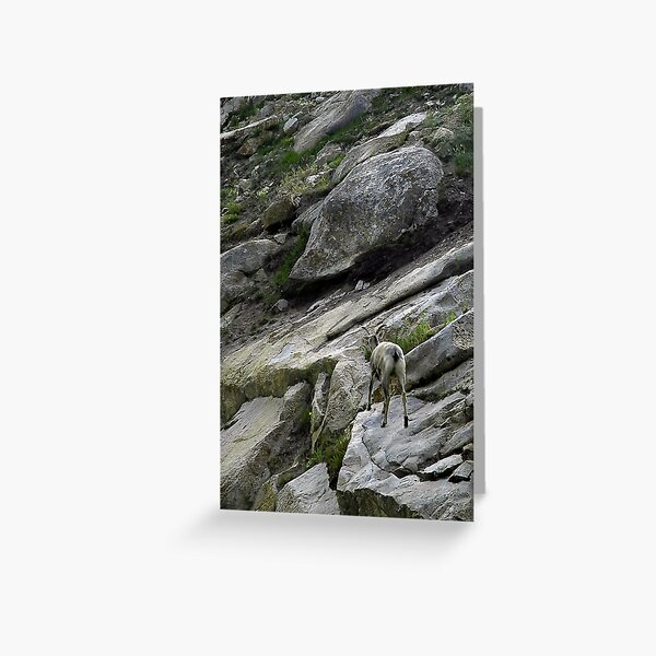 Lost Greeting Card