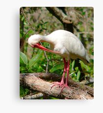 Pruning Canvas Print