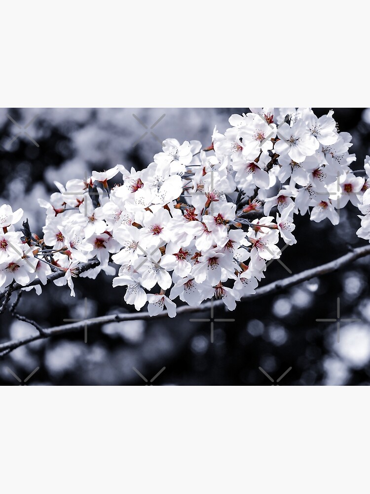 "Floral Japanese White Flower Cherry Blossom Shinjuku Park Tokyo