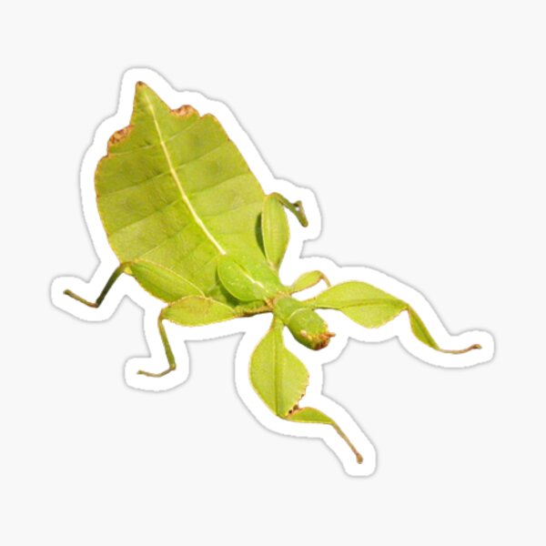 Leaf insect: Phyllium giganteum nymph Sticker