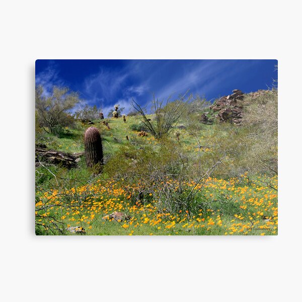 Desert Spring Metal Print