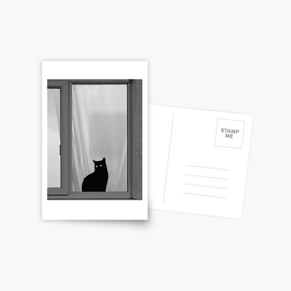 Cats Eyes And Curtains Postcard