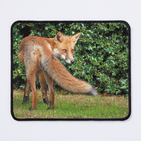 Item preview, Fox designed and sold by frogs123.