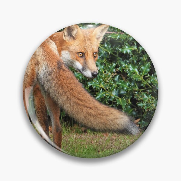 Artikelvorschau, Fuchs entworfen und verkauft von frogs123.