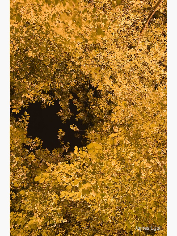 Golden Canopy by corwin