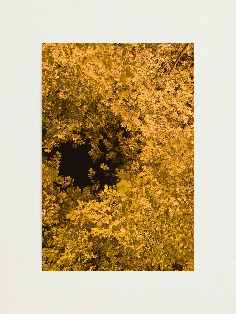 Alternate view of Golden Canopy Photographic Print
