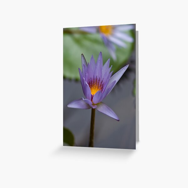 Lavender Lily Greeting Card