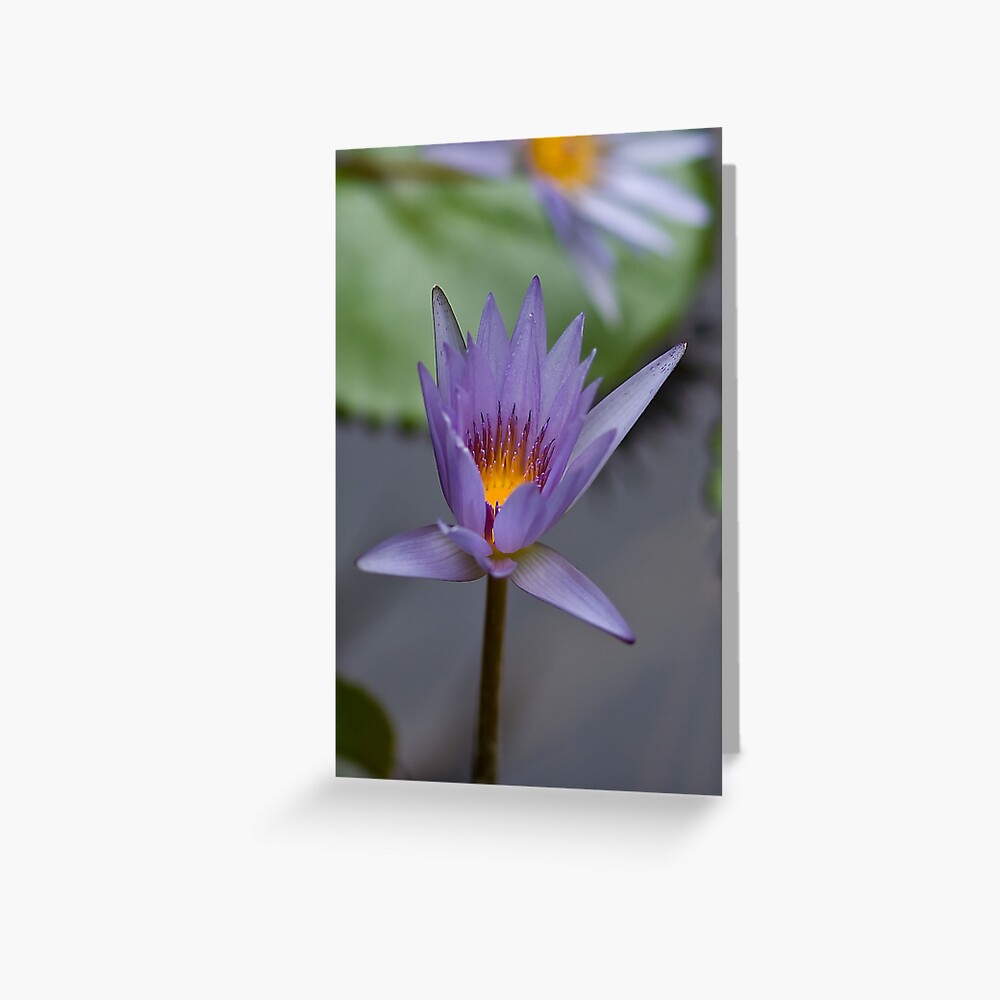 Lavender Lily Greeting Card