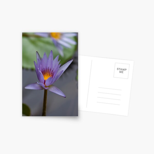 Lavender Lily Postcard