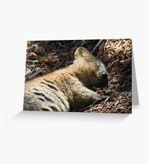Quokka Dreaming Greeting Card
