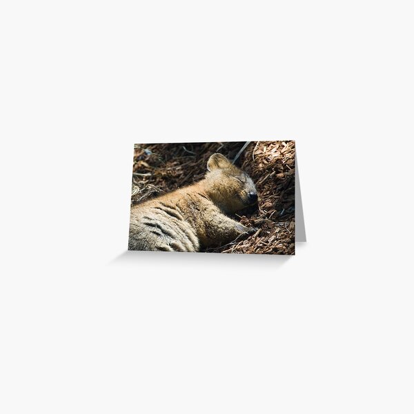 Quokka Dreaming Greeting Card
