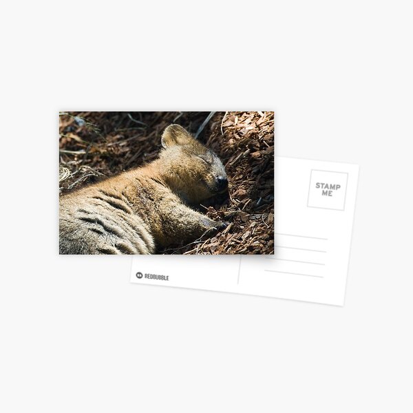 Quokka Dreaming Postcard