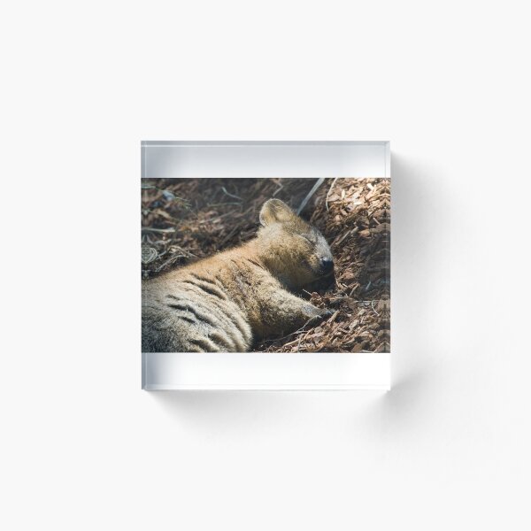 Acrylic Block