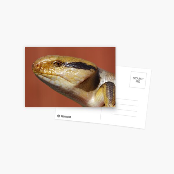 Item preview, Centralian Blue Tongue designed and sold by Steve Bullock.