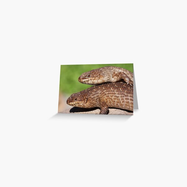 Item preview, Gidgee Skinks designed and sold by Steve Bullock.
