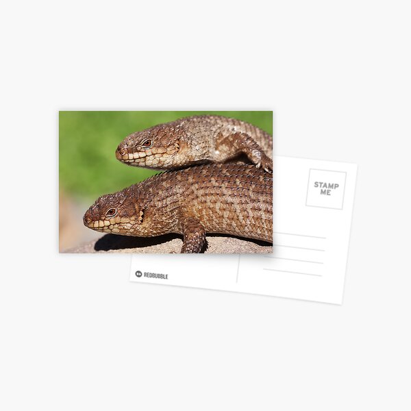 Item preview, Gidgee Skinks designed and sold by Steve Bullock.