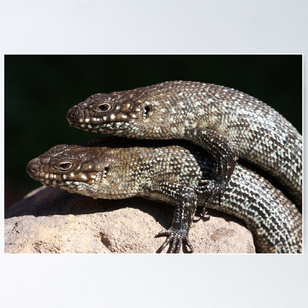 Item preview, Cunninghams Skinks designed and sold by Steve Bullock.