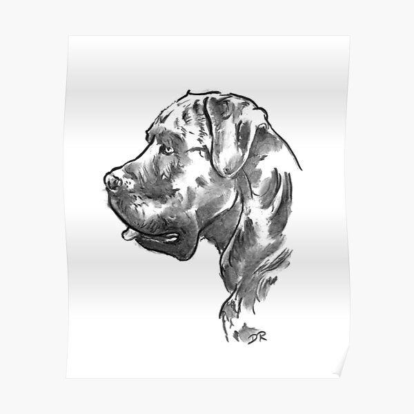 Dog Black Cane Corso Italian breed by Kavalenkava