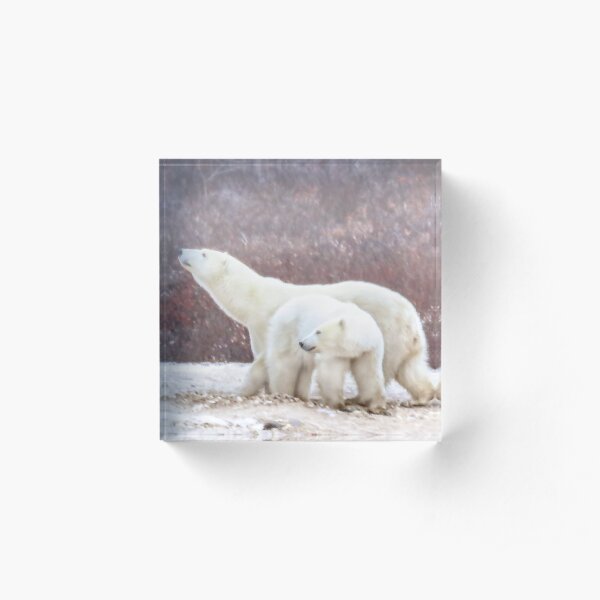 Polar bear mom sniffs the air Acrylic Block