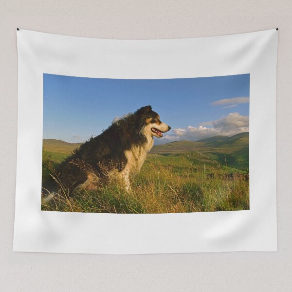 Item preview, Border Collies Rule! designed and sold by Michael Haslam.