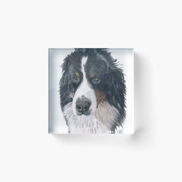 Item preview, Bernese Mountain Dog - Bernese Mountain dog PACHA designed and sold by Pitema.