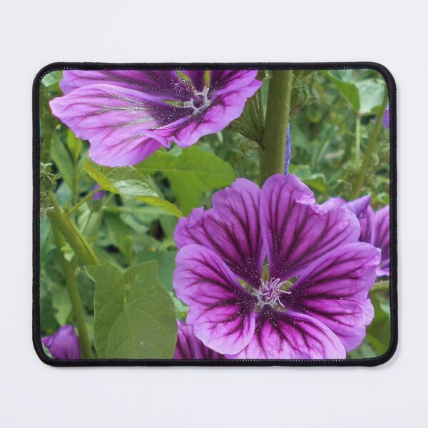 Item preview, Malva sylvestris var mauritiana designed and sold by Floral-Art.