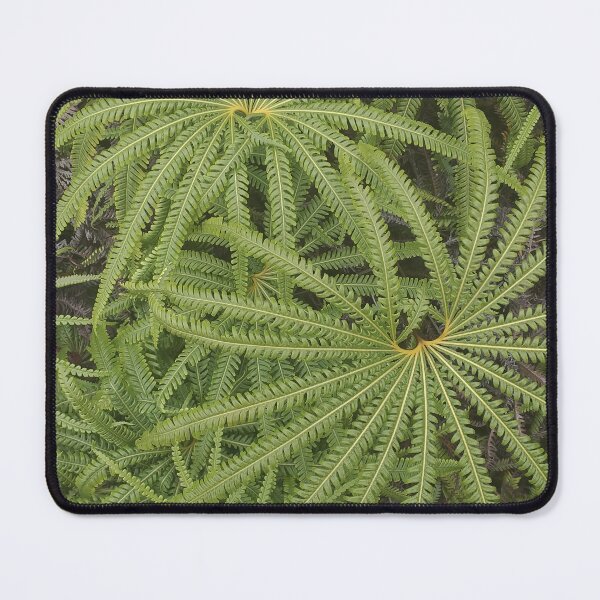 Item preview, Matonia pectinata designed and sold by Floral-Art.