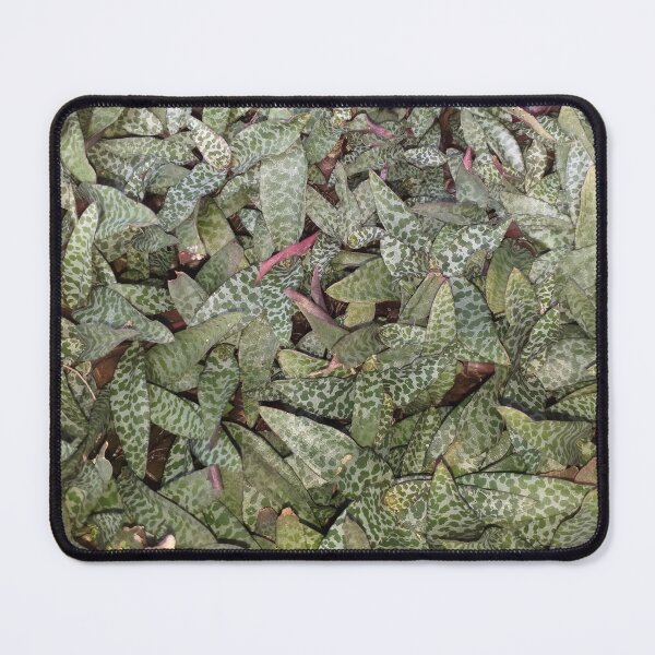 Item preview, Ledebouria socialis designed and sold by Floral-Art.