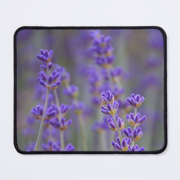 Item preview, Lavender designed and sold by CarolM.