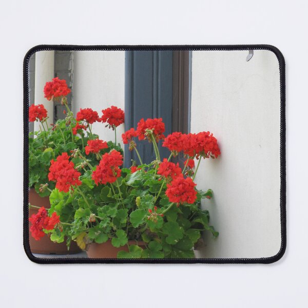 Item preview, Geraniums on the Doorstep, York PA designed and sold by Betty Mackey.