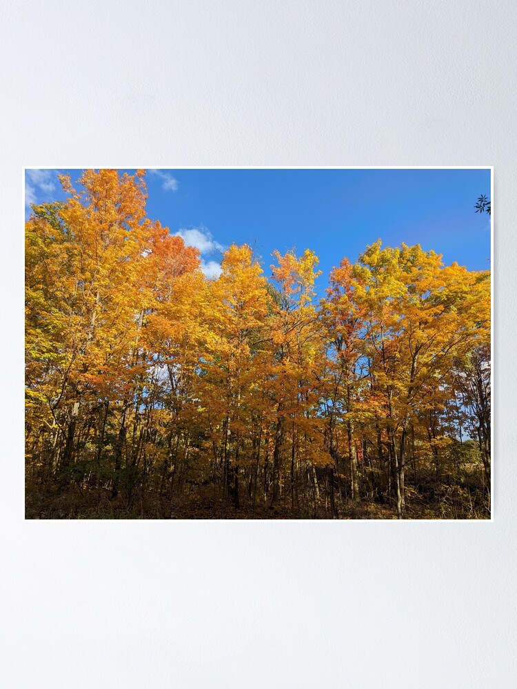 "Fall Tree Colors" Poster For Sale By PioneerArtwork | Redbubble