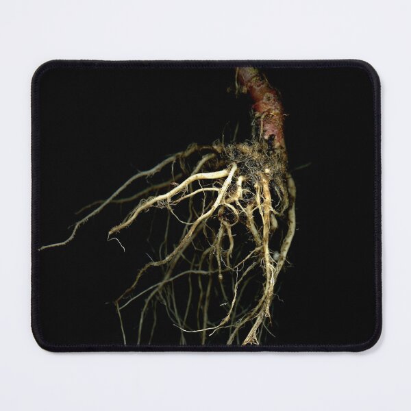 Item preview, Red Cabbage root 1 designed and sold by Gabriele Maurus.