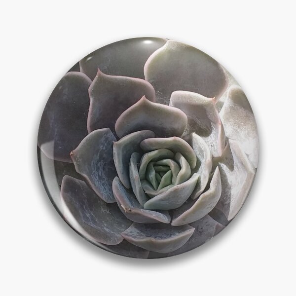 Item preview, Grey Aeonium Plant designed and sold by Floral-Art.