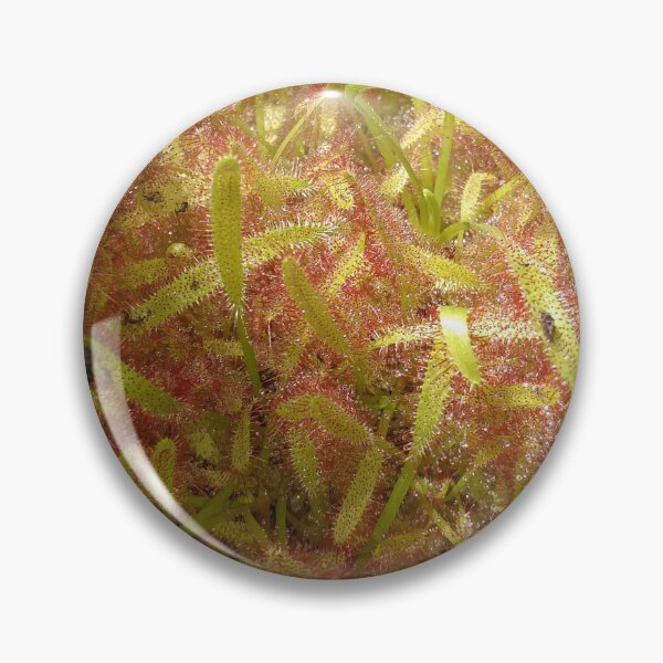 Item preview, Drosera plant designed and sold by Floral-Art.
