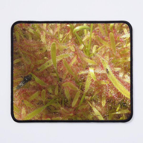 Item preview, Drosera plant designed and sold by Floral-Art.