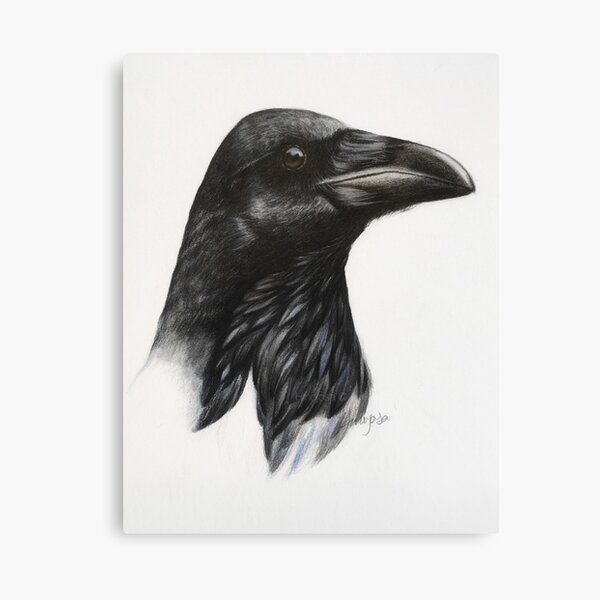 Corvus corax Lienzo