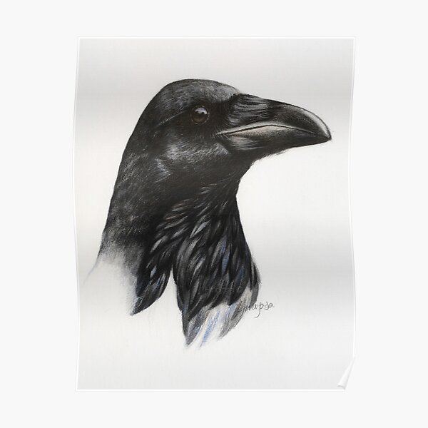 Corvus corax Póster