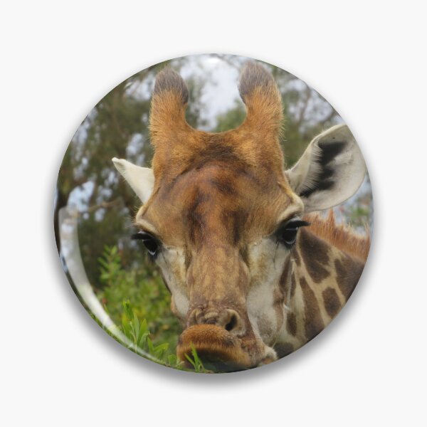 Item preview, Funny giraffe in South Africa designed and sold by JustAboutNature.