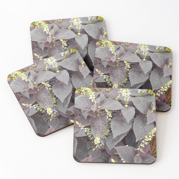 Item preview, Coleus chocolate designed and sold by Floral-Art.